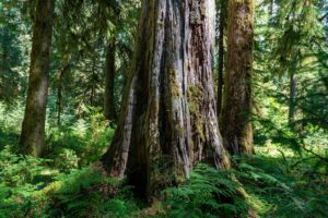 Why Aging Should Be Defeated: The Case for Longevity Escape Velocity