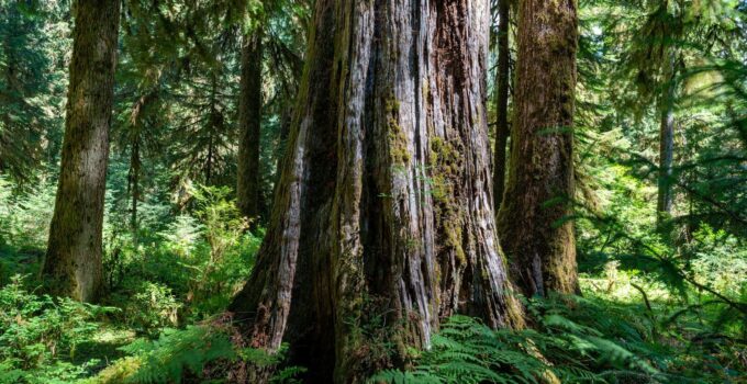 a large tree in the middle of a forest